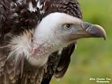 Vogelshow Overpelt 2014